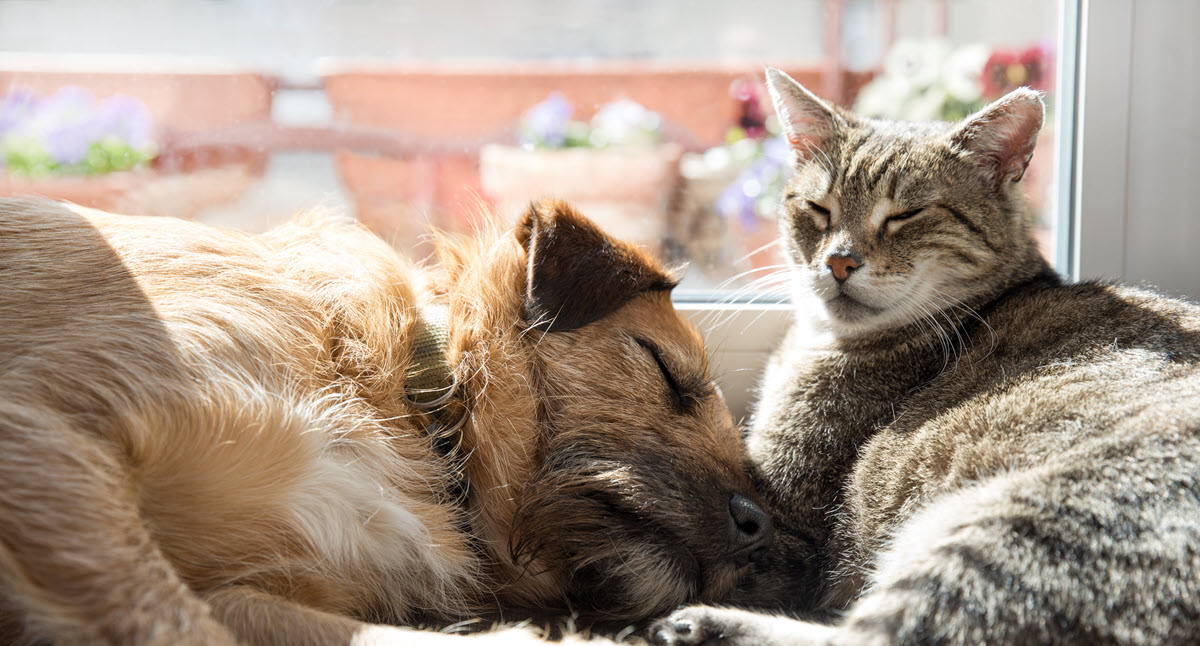 Paws & Claws Adoptions